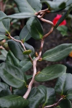 Curly Lady Camellia Japonica - 1 Gallon Pot -Garden Plant Shop camellia japonica curly lady 5