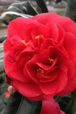 Curly Lady Camellia Japonica - 1 Gallon Pot -Garden Plant Shop camellia japonica curly lady 6