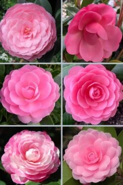 E.G. Waterhouse Camellia - Williamsii Hybrid - 3 Gallon Pot 3 E.G. Waterhouse Camellia - Williamsii Hybrid - 3 Gallon Pot -Garden Plant Shop camellia japonica e g waterhouse 21
