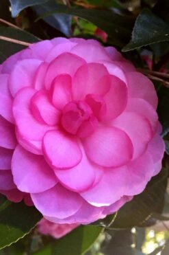 Early Wonder Camellia Japonica - 2 Gallon Pot -Garden Plant Shop camellia japonica early wonder 5