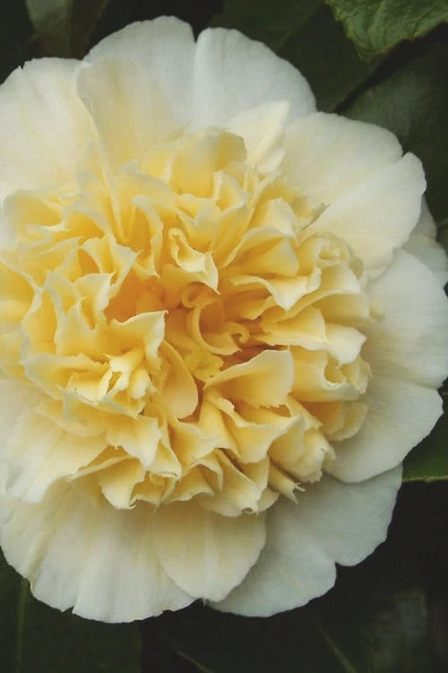 Jury's Yellow Camellia - 1 Gallon Pot Jury's Yellow Camellia - 1 Gallon Pot -Garden Plant Shop camellia japonica jurys yellow 100