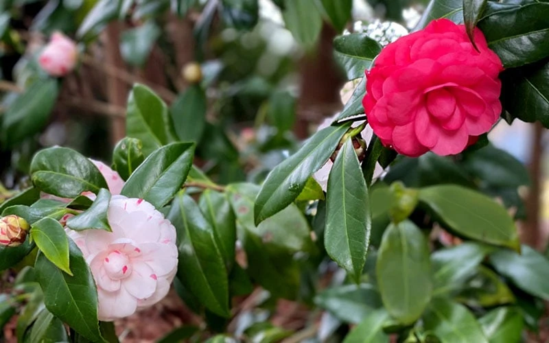 LA Peppermint Camellia Japonica - 3 Gallon Pot LA Peppermint Camellia Japonica - 3 Gallon Pot -Garden Plant Shop camellia japonica la peppermint 101
