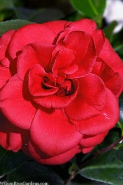 Paulette Goddard Camellia Japonica - 3 Gallon Pot -Garden Plant Shop camellia japonica paulette goddard 1