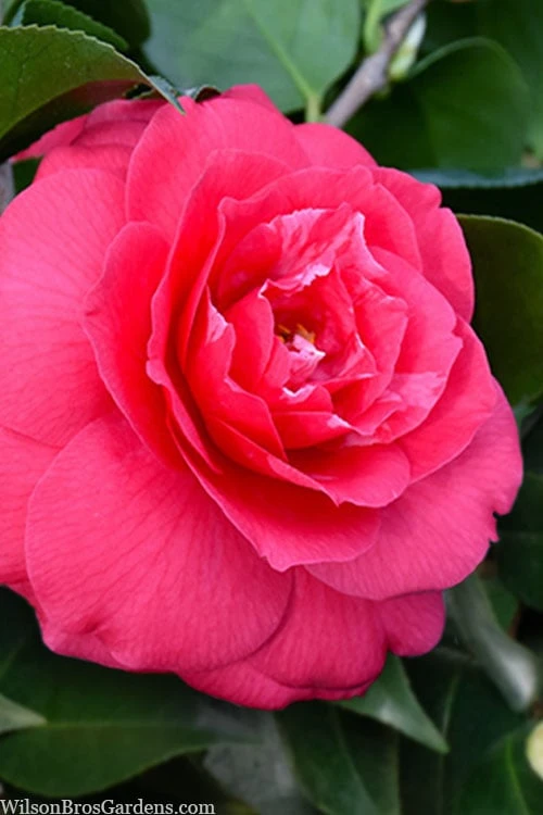 Rose Dawn Camellia Japonica - 1 Gallon Pot Rose Dawn Camellia Japonica - 1 Gallon Pot -Garden Plant Shop camellia japonica rose dawn 23