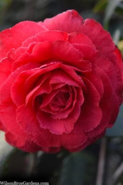 Rosea Superba Sport Camellia - 3 Gallon Pot 3 Rosea Superba Sport Camellia - 3 Gallon Pot -Garden Plant Shop camellia japonica rosea superba 1