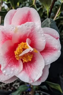 Sadaharu Oh Camellia - 7 Gallon Pot (3-4') -Garden Plant Shop camellia japonica sadaharu oh 100