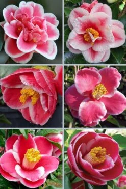 Sadaharu Oh Camellia - 3 Gallon Pot -Garden Plant Shop camellia japonica sadaharu oh 102 1