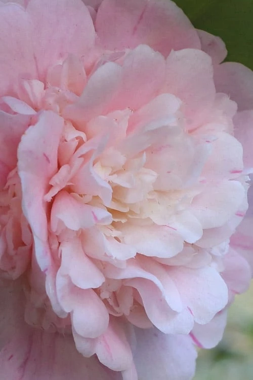 Thompsonii Camellia Japonica - 3 Gallon Pot Thompsonii Camellia Japonica - 3 Gallon Pot -Garden Plant Shop camellia japonica thompsonii 2 1