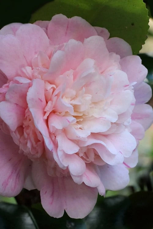 Thompsonii Camellia Japonica - 3 Gallon Pot Thompsonii Camellia Japonica - 3 Gallon Pot -Garden Plant Shop camellia japonica thompsonii 3 1