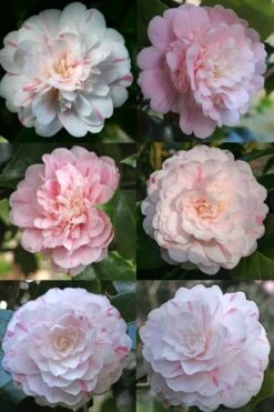 Thompsonii Camellia Japonica - 1 Gallon Pot -Garden Plant Shop camellia japonica thompsonii 4
