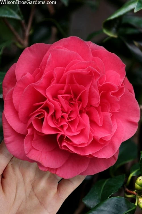 Tomorrow Camellia - 3 Gallon Pot Tomorrow Camellia - 3 Gallon Pot -Garden Plant Shop camellia japonica tomorrow 1