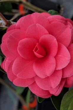 Tomorrow Camellia - 3 Gallon Pot 4 Tomorrow Camellia - 3 Gallon Pot -Garden Plant Shop camellia japonica tomorrow 2