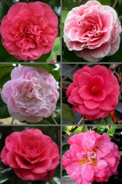 Tomorrow Camellia - 3 Gallon Pot 3 Tomorrow Camellia - 3 Gallon Pot -Garden Plant Shop camellia japonica tomorrow 3