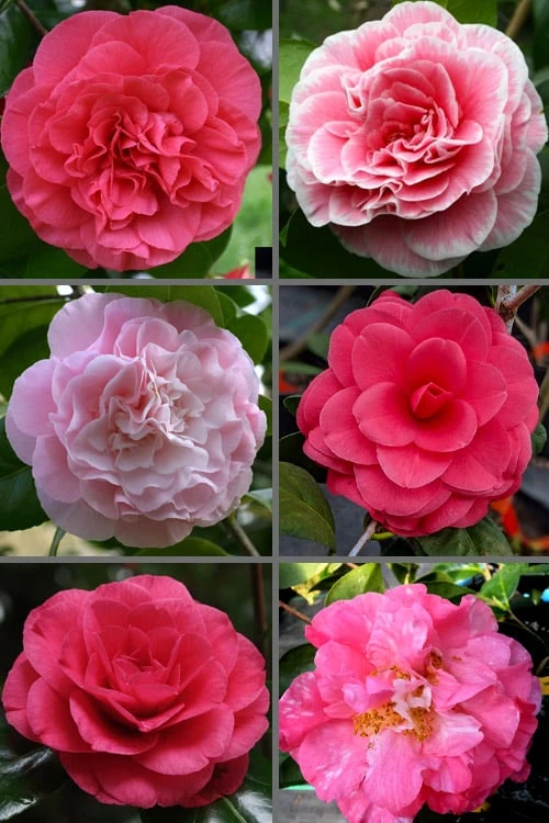 Tomorrow Camellia - 3 Gallon Pot Tomorrow Camellia - 3 Gallon Pot -Garden Plant Shop camellia japonica tomorrow 3