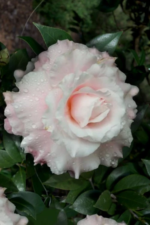 Jerry Donnan Camellia Japonica - 3 Gallon Pot Jerry Donnan Camellia Japonica - 3 Gallon Pot -Garden Plant Shop camellia jerry donnan 8