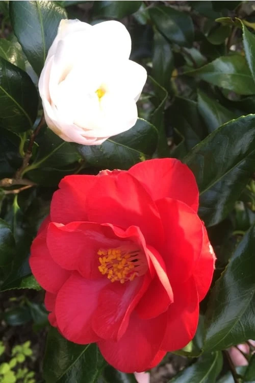 Lady Vansittart Multicolor Camellia Japonica - 1 Gallon Pot Lady Vansittart Multicolor Camellia Japonica - 1 Gallon Pot -Garden Plant Shop camellia lady vansittart red flower 1