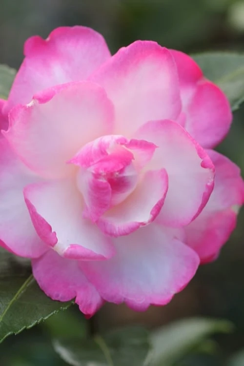 Leslie Ann Camellia Sasanqua - 1 Gallon Pot Leslie Ann Camellia Sasanqua - 1 Gallon Pot -Garden Plant Shop camellia leslie ann 12 1