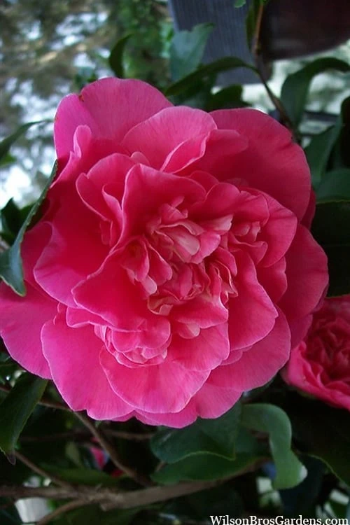Marie Bracey Camellia Japonica - 3 Gallon Pot Marie Bracey Camellia Japonica - 3 Gallon Pot -Garden Plant Shop camellia marie bracey 100