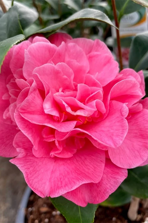 Marie Bracey Camellia Japonica - 3 Gallon Pot Marie Bracey Camellia Japonica - 3 Gallon Pot -Garden Plant Shop camellia marie bracey 101