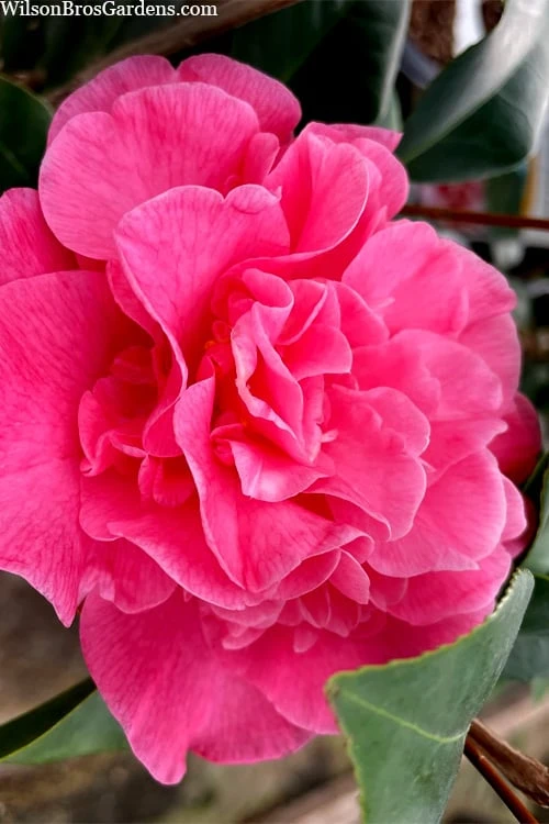 Marie Bracey Camellia Japonica - 3 Gallon Pot Marie Bracey Camellia Japonica - 3 Gallon Pot -Garden Plant Shop camellia marie bracey 102
