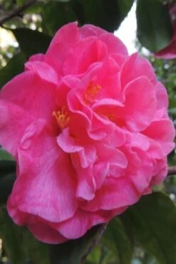 Marie Bracey Camellia Japonica - 3 Gallon Pot 5 Marie Bracey Camellia Japonica - 3 Gallon Pot -Garden Plant Shop camellia marie bracey 5