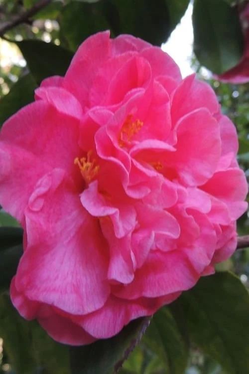 Marie Bracey Camellia Japonica - 3 Gallon Pot Marie Bracey Camellia Japonica - 3 Gallon Pot -Garden Plant Shop camellia marie bracey 5