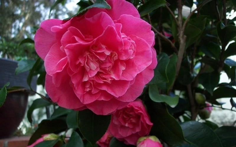 Marie Bracey Camellia Japonica - 3 Gallon Pot Marie Bracey Camellia Japonica - 3 Gallon Pot -Garden Plant Shop camellia marie bracey 6