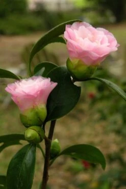 Nuccio's Pearl Camellia Japonica - 3 Gallon Pot