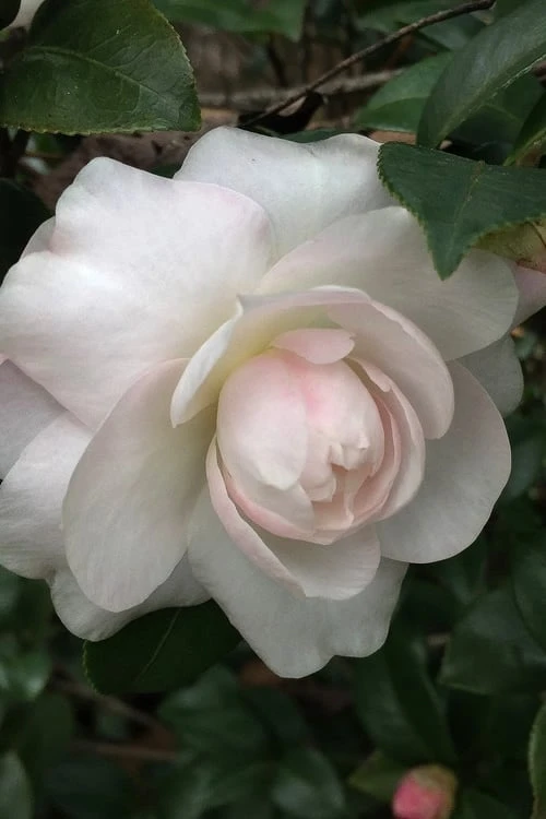 October Magic Dawn Camellia - 3 Gallon Pot October Magic Dawn Camellia - 3 Gallon Pot -Garden Plant Shop camellia october magic dawn 3 1