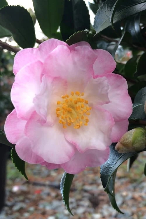 October Magic Orchid Camellia - 3 Gallon Pot October Magic Orchid Camellia - 3 Gallon Pot -Garden Plant Shop camellia october magic orchid 5