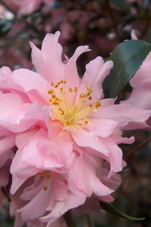 Pink Snow Camellia Sasanqua - 3 Gallon Pot Pink Snow Camellia Sasanqua - 3 Gallon Pot -Garden Plant Shop camellia pink snow 1