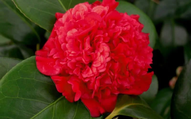Professor Sargent Camellia Japonica - 6 Pack of 1 Gallon Pots Professor Sargent Camellia Japonica - 6 Pack Of 1 Gallon Pots -Garden Plant Shop camellia professor sargent bloom 1