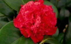 Professor Sargent Camellia Japonica - 3 Gallon Pot 4 Professor Sargent Camellia Japonica - 3 Gallon Pot -Garden Plant Shop camellia professor sargent bloom 2