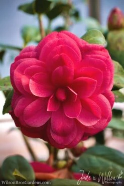 Purple Dawn Camellia Japonica - 6 Pack Of 1 Gallon Pots 3 Purple Dawn Camellia Japonica - 6 Pack Of 1 Gallon Pots -Garden Plant Shop camellia purple dawn jw 1