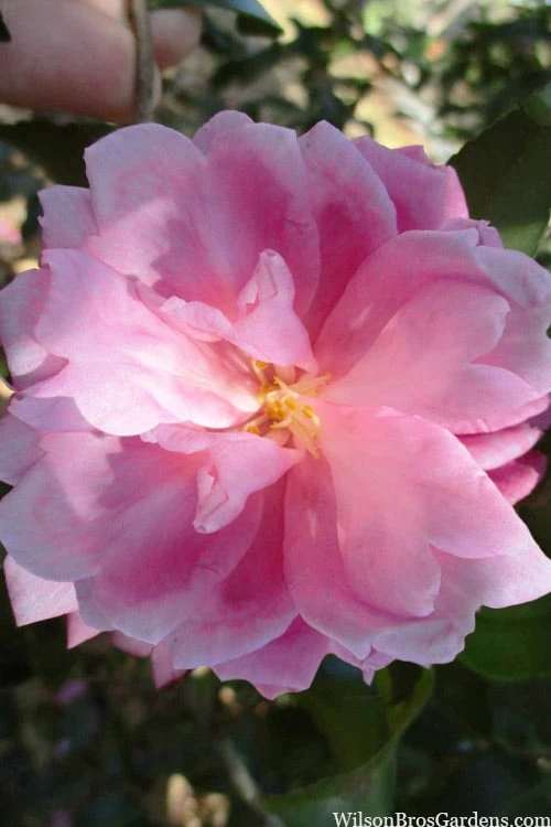 Sagamio Wabisuke Camellia - 3 Gallon Pot Sagamio Wabisuke Camellia - 3 Gallon Pot -Garden Plant Shop camellia sagamio wabisuke 3