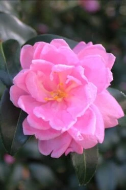 Sagamio Wabisuke Camellia - 3 Gallon Pot 3 Sagamio Wabisuke Camellia - 3 Gallon Pot -Garden Plant Shop camellia sagamio wabisuki 1