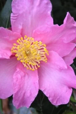Marti Camellia - 3 Gallon Pot -Garden Plant Shop camellia sasanqua marti 3