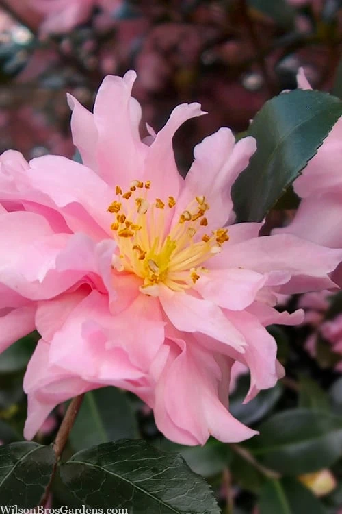 Pink Snow Camellia Sasanqua - 7 Gallon Pot (3-4') Pink Snow Camellia Sasanqua - 7 Gallon Pot (3-4') -Garden Plant Shop camellia sasanqua pink snow 101