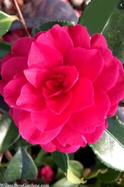 Purple Haze Camellia- 2 Gallon Pot -Garden Plant Shop camellia sasanqua purple haze 4
