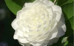 Sea Foam White Camellia Japonica - 3 Gallon Pot 3 Sea Foam White Camellia Japonica - 3 Gallon Pot -Garden Plant Shop camellia sea foam 3