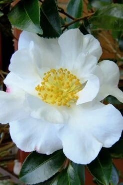 Setsugekka Fragrant Camellia Sasanqua - 1 Gallon Pot 3 Setsugekka Fragrant Camellia Sasanqua - 1 Gallon Pot -Garden Plant Shop camellia setsugekka 3 2