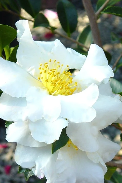 Setsugekka Fragrant Camellia Sasanqua - 7 Gallon Pot Setsugekka Fragrant Camellia Sasanqua - 7 Gallon Pot -Garden Plant Shop camellia setsugekka 4 1
