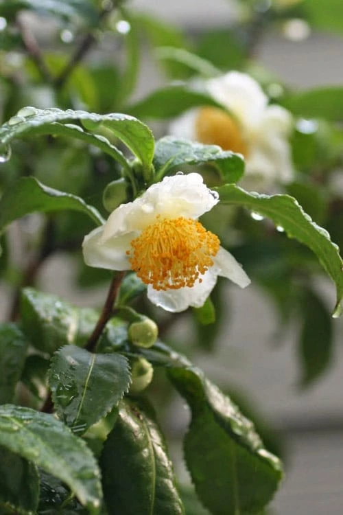 Small Leaf Tea Plant (Camellia sinensis) - 3 Gallon Pot Small Leaf Tea Plant (Camellia Sinensis) - 3 Gallon Pot -Garden Plant Shop camellia sinensis small leaf tea plant 21