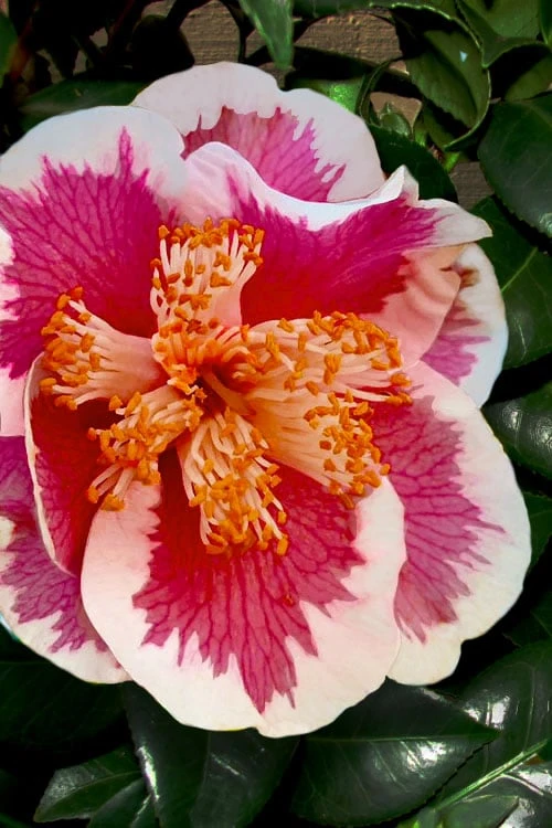 Spring Circus Camellia Japonica - 1 Gallon Pot Spring Circus Camellia Japonica - 1 Gallon Pot -Garden Plant Shop camellia spring circus 100 1