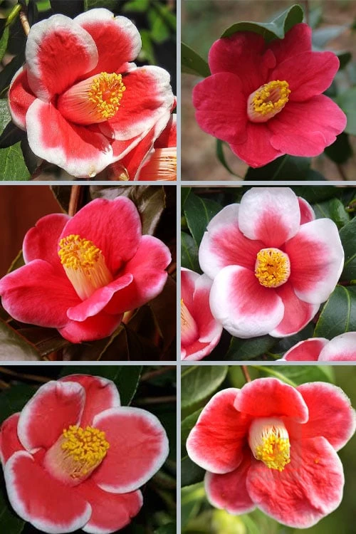 Tama no Ura Weeping Camellia Japonica - 3 Gallon Pot Tama No Ura Weeping Camellia Japonica - 3 Gallon Pot -Garden Plant Shop camellia tama no ura sports 1 1