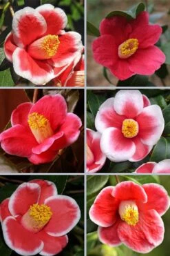 Tama No Ura Weeping Camellia Japonica - 1 Gallon Pot 3 Tama No Ura Weeping Camellia Japonica - 1 Gallon Pot -Garden Plant Shop camellia tama no ura sports 1