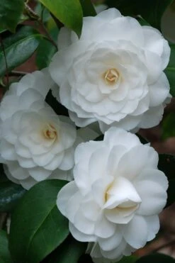 White By The Gate Camellia Japonica - 7 Gallon Pot 3 White By The Gate Camellia Japonica - 7 Gallon Pot -Garden Plant Shop camellia white by the gate 1 2