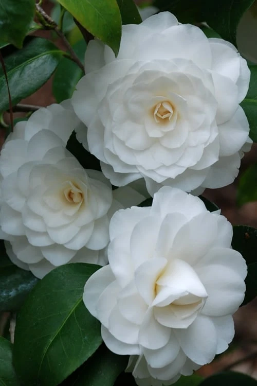 White By The Gate Camellia Japonica - 1 Gallon Pot White By The Gate Camellia Japonica - 1 Gallon Pot -Garden Plant Shop camellia white by the gate 1 3