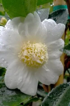 Winter's Snowman Camellia Hybrid - 7 Gallon Pot (3-4') -Garden Plant Shop camellia winters snowman 105