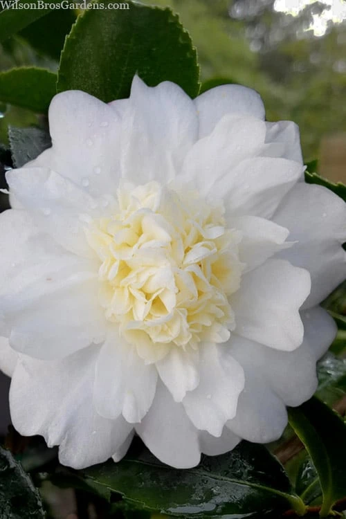 Winter's Snowman Camellia Hybrid - 7 Gallon Pot (2-3') Winter's Snowman Camellia Hybrid - 7 Gallon Pot (2-3') -Garden Plant Shop camellia winters snowman 106 2